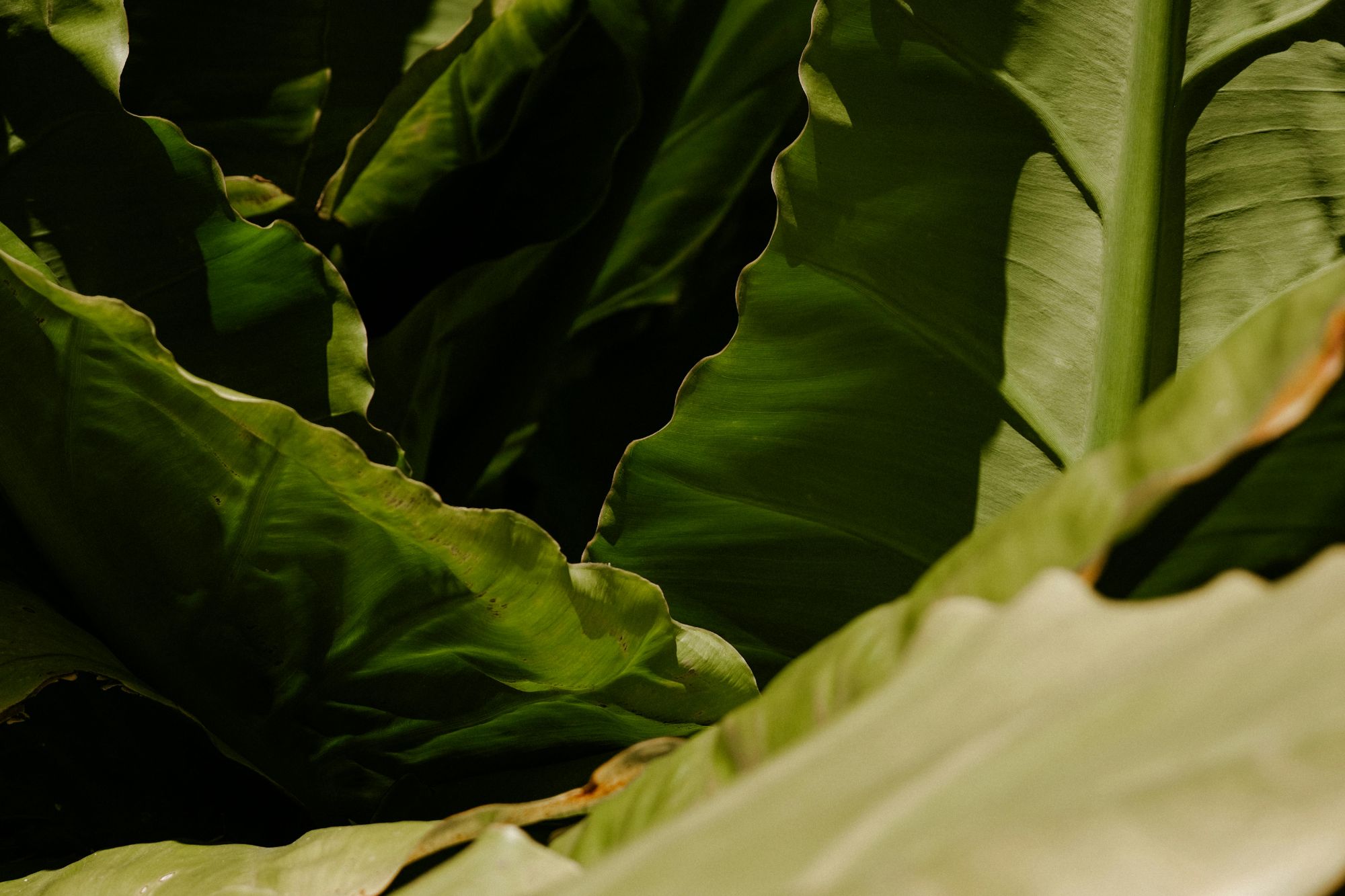 Link to Somatic Coaching